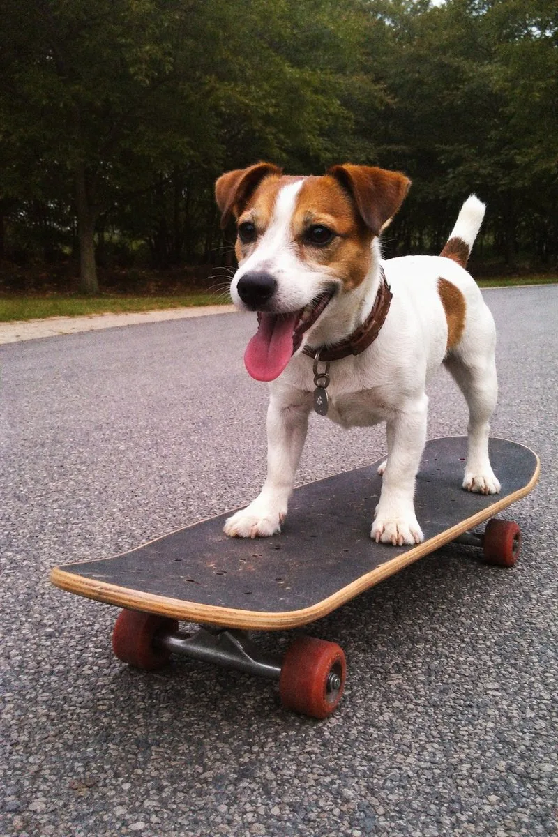 A dog balancing on a skateboard, shot in vintage low-resolution style.