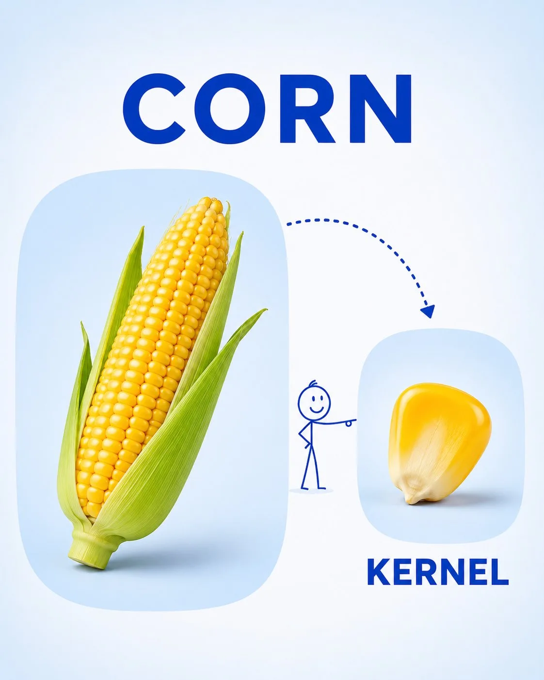 Educational vocabulary poster showing a whole fruit and a slice for children.